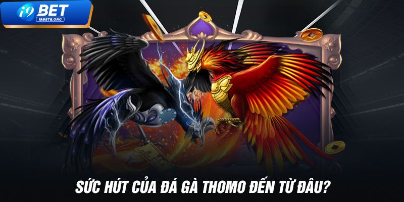 i9BET – Sự Lựa Chọn Hàng Đầu Cho Người Yêu Thích Đá Gà